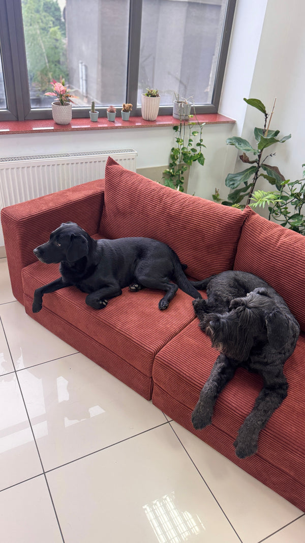 Two dogs lying on a rust orange Flow sofa bed